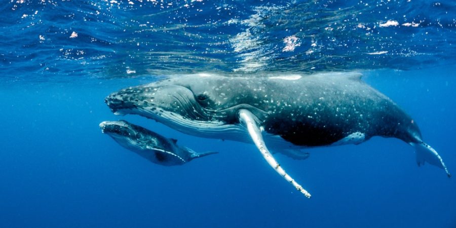 Turks and Caicos Whale Watching