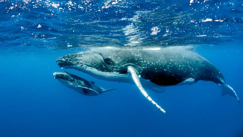 Turks and Caicos Whale Watching