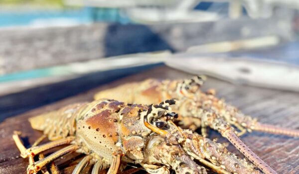 IMG_4124 Lobsters caught with Panoply Sport Fishing and Charters