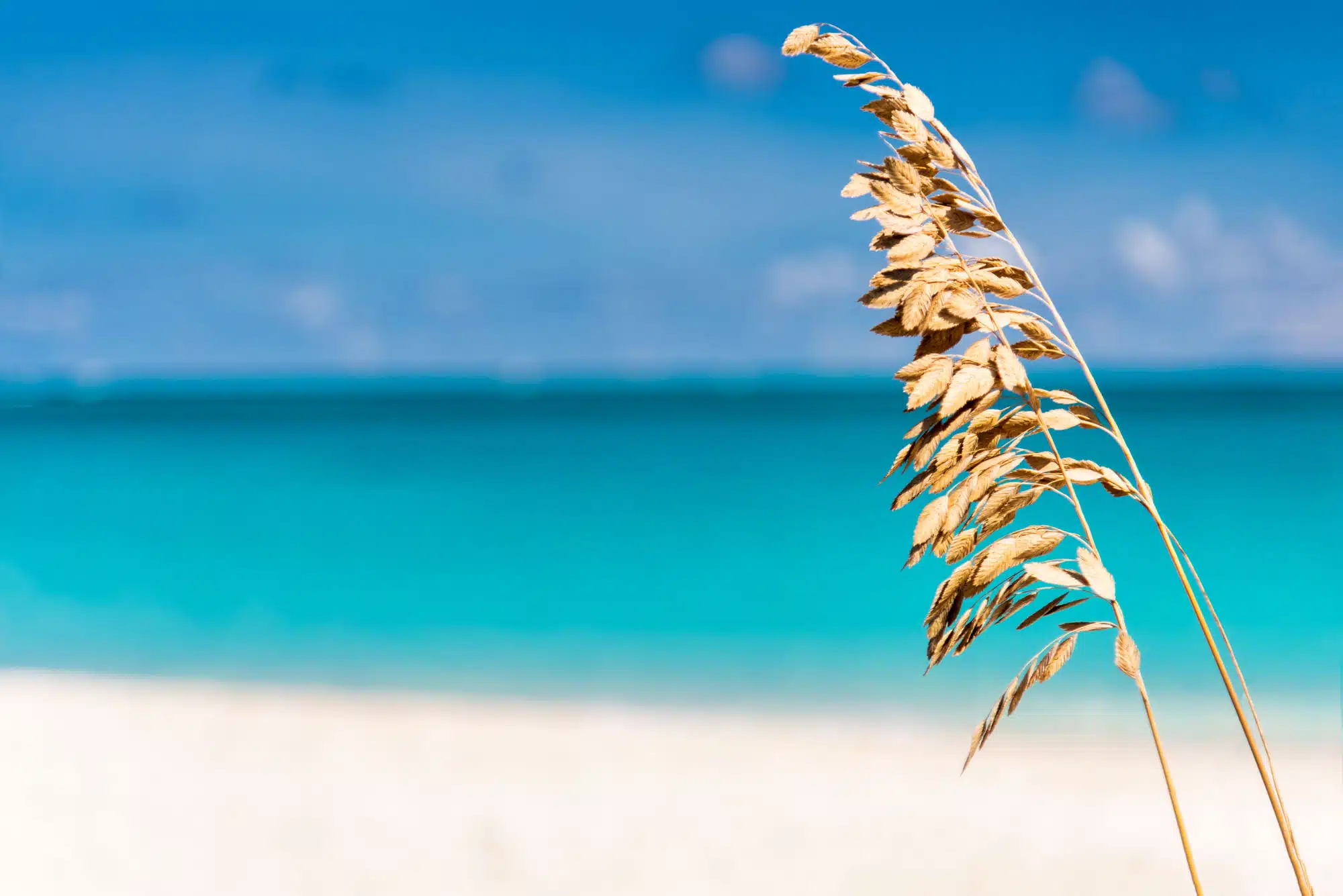 The Best Beaches in Providenciales, Turks and Caicos