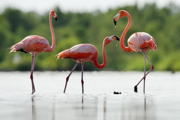 The,Pink,Caribbean,Flamingo,(,Phoenicopterus,Ruber,Ruber,),Goes Pink Flamingo in North Caicos