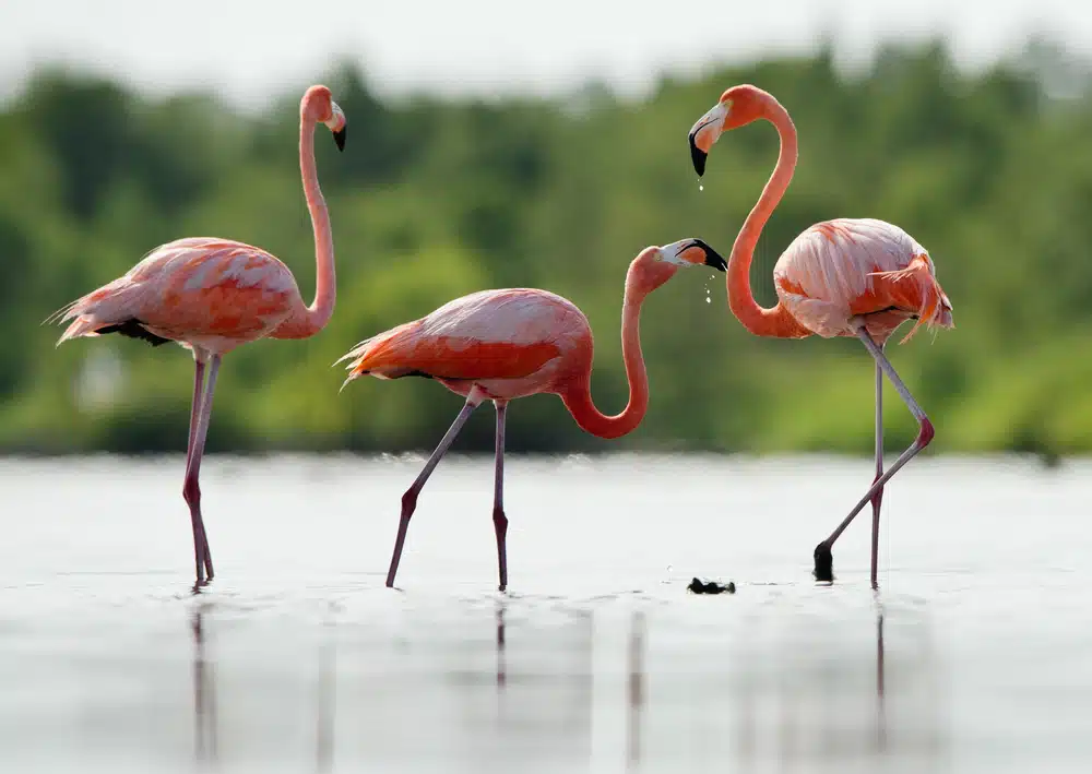 Pink Flamingo in North Caicos