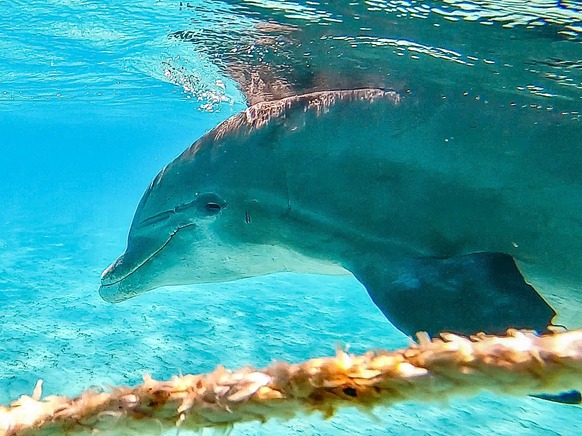 Jojo the Dolphin: A Turks and Caicos Celebrity