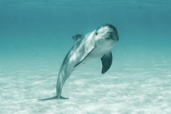 JoJo the Dolphin by Nat Taylor