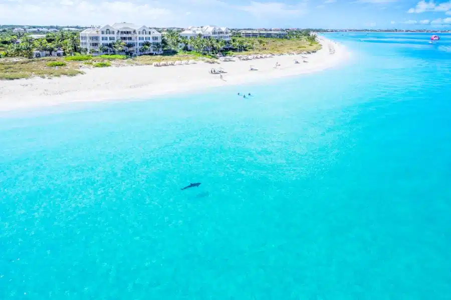 JoJo Grace Bay JoJo the Dolphin off Grace Bay Beach