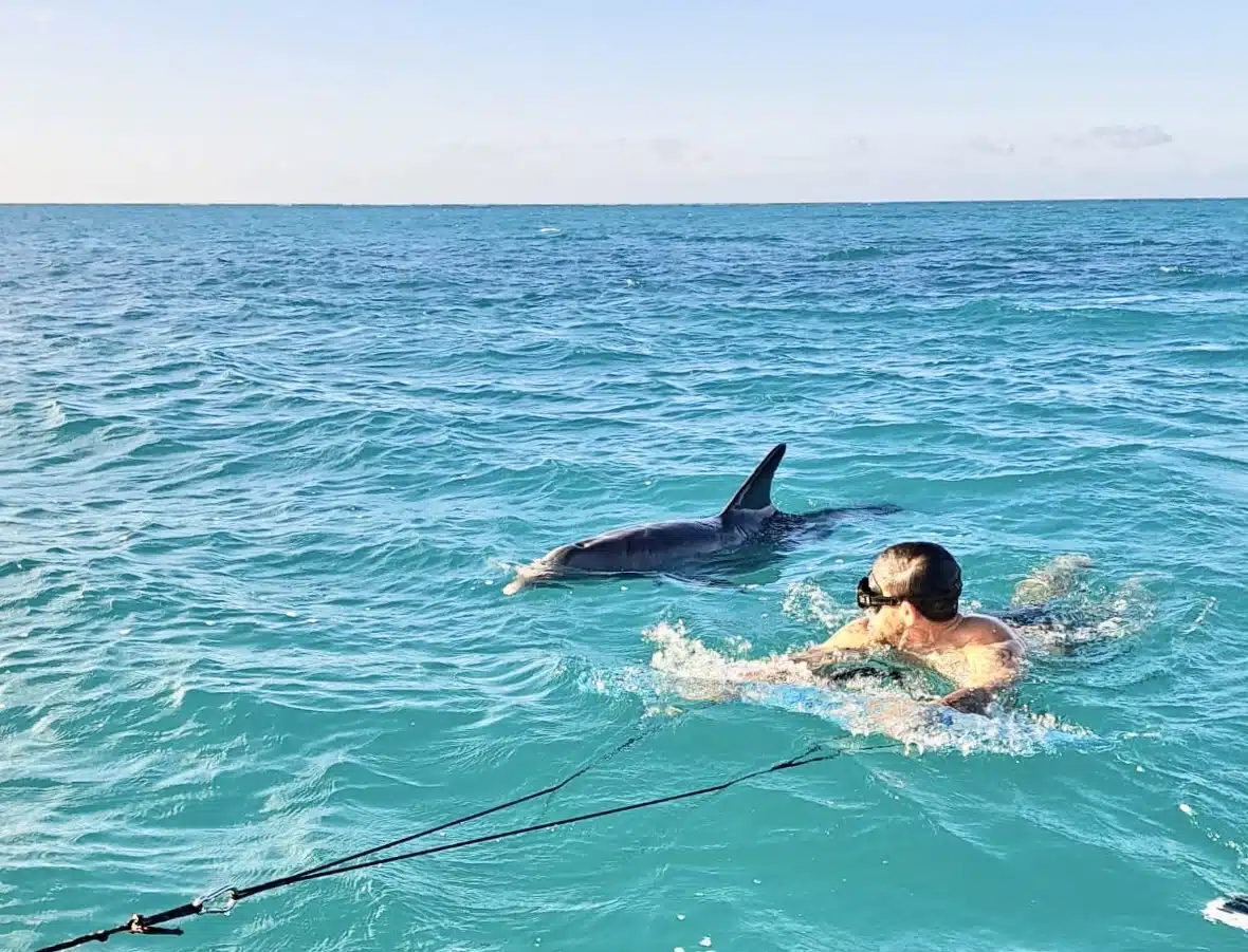 JoJo the Dolphin Swimming with Humans JoJo the Dolphin Swimming with Humans