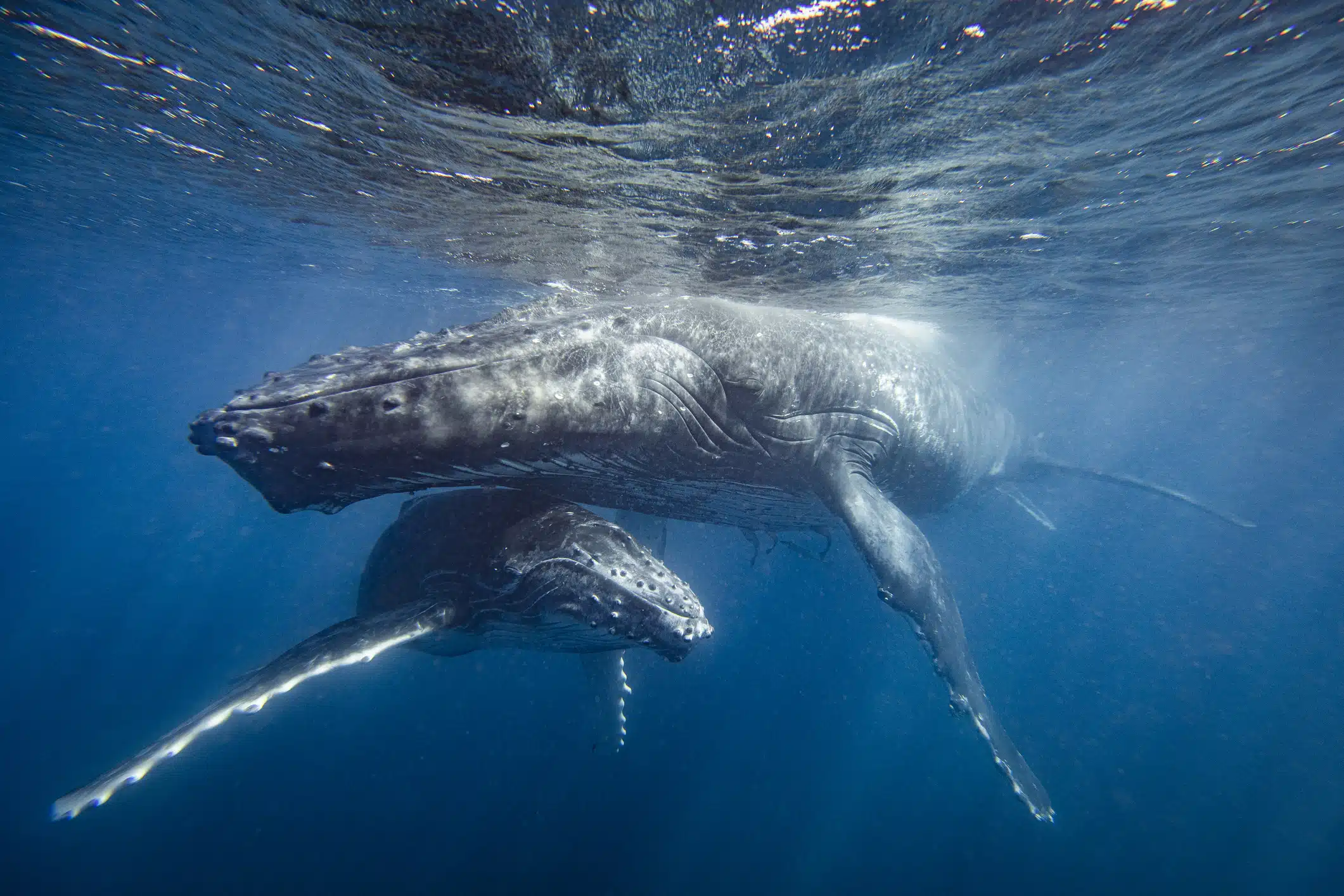 Best Practices for Watching Humpback Whales in Turks & Caicos