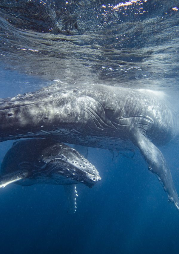 Close up of tender care from mother and calf humpback whales in the Turks and Caicos Islands