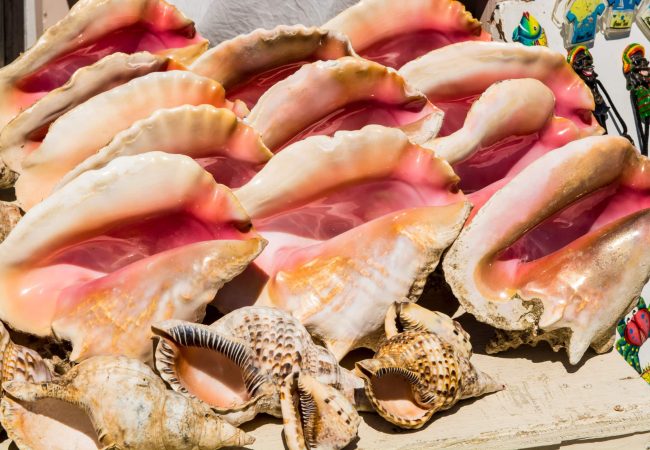 Turks and Caicos queen conch