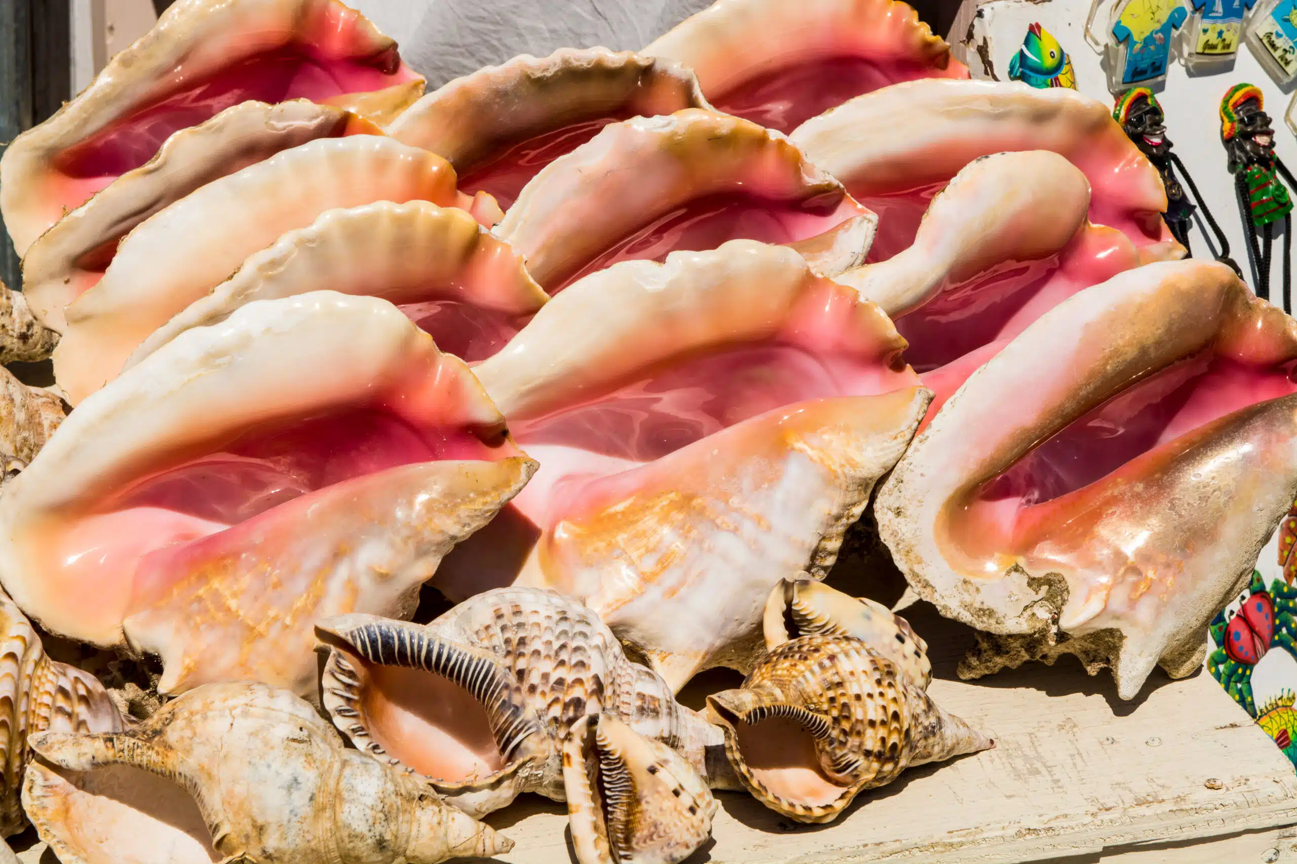 From Conch Salad to Conch Fritters, Unveiling the Richness of Turks and Caicos Queen Conch