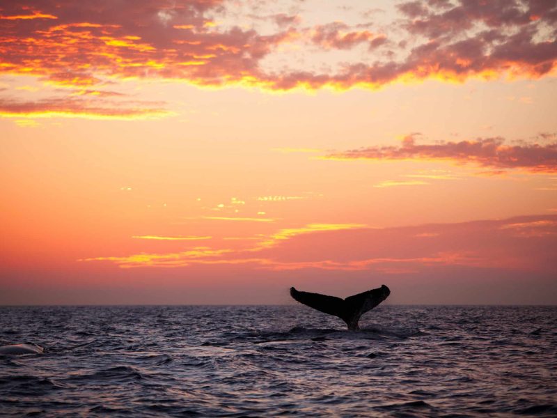 A humpback whale plays in the golden sunset light.