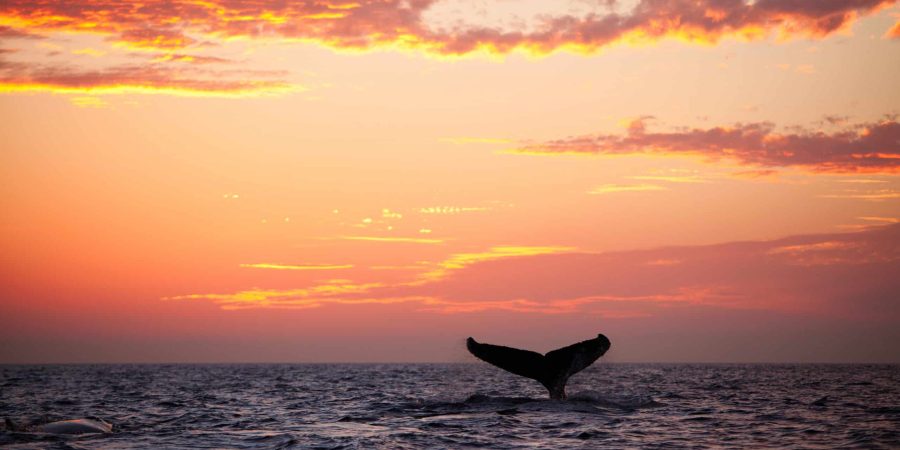 A humpback whale plays in the golden sunset light.