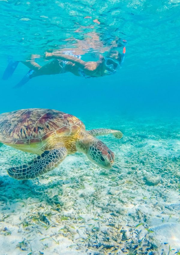 Snorkelling and swimming with a green sea turtle in turks and caicos