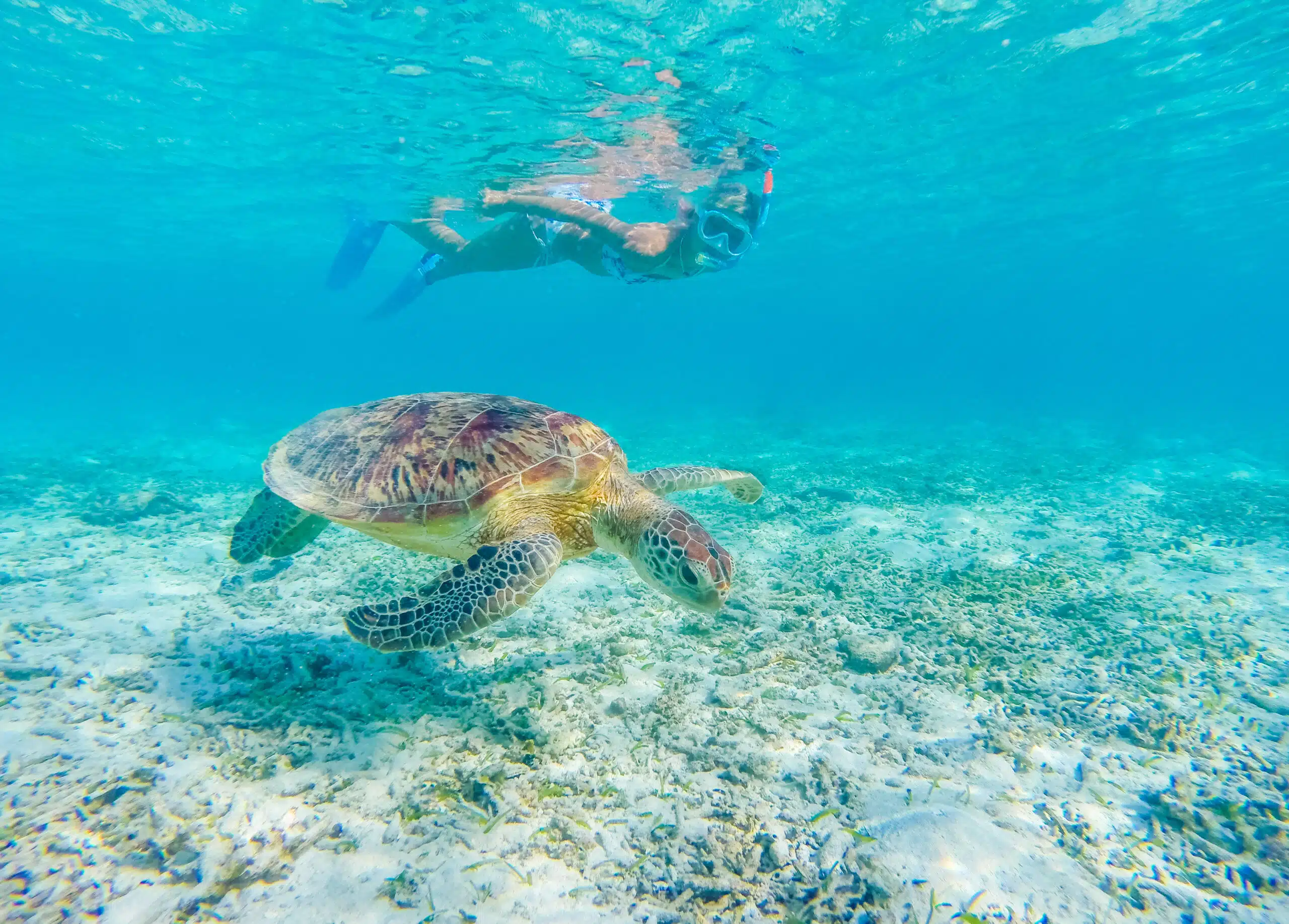 Snorkelling and swimming with a green sea turtle in turks and caicos