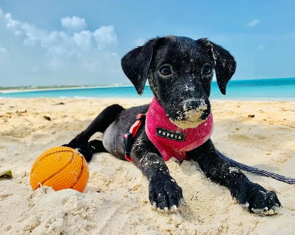 Turks and Caicos Potcakes